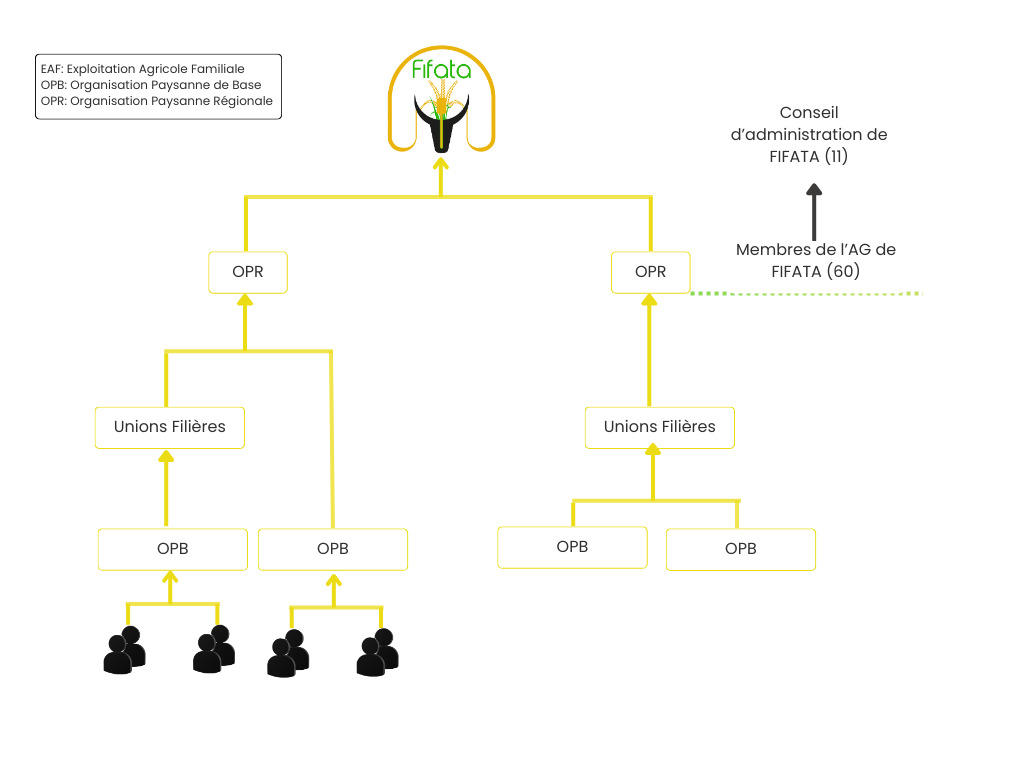 Organigramme de l'équipe FIFATA